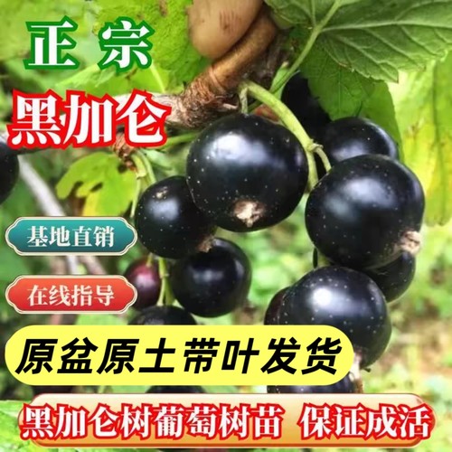 朗诗尼多年生黑加仑树原盆原土