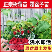 朗詩(shī)尼樹(shù)莓苗原土帶葉盆栽地栽