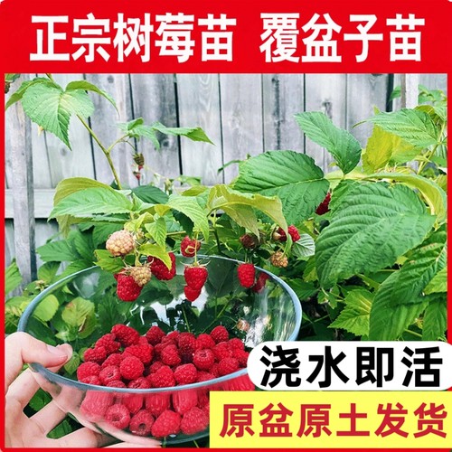 朗诗尼树莓苗原土带叶盆栽地栽