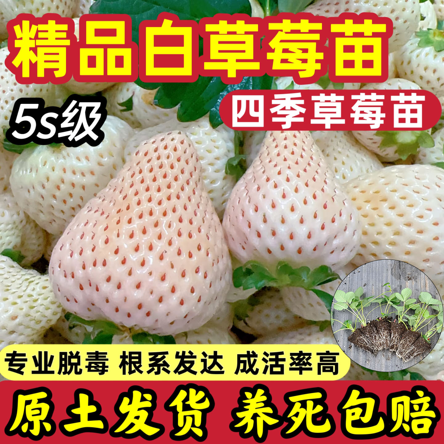 白草莓苗翠玉粉玉天使AE脱毒穴盘苗白雪建德白露千堆雪阳台盆栽