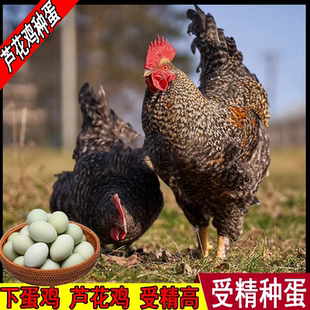 【50枚】纯种汶上绿壳芦花鸡种蛋受精蛋可孵化高产小鸡30枚宠物鸡