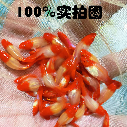 鸿运当头孔雀鱼种鱼可繁殖斑马鱼胎生鱼神仙鱼天使鱼观赏鱼热带鱼