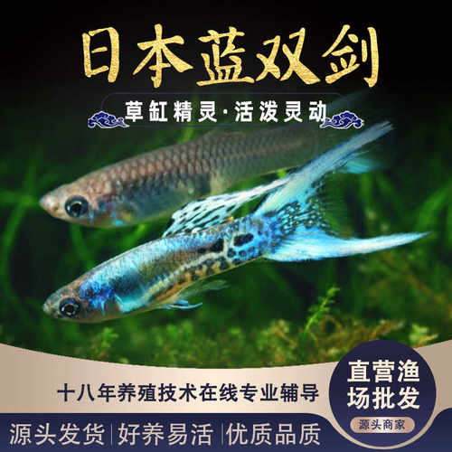 蓝双剑孔雀鱼种鱼可繁殖斑马鱼胎生鱼天使鱼神仙鱼观赏鱼热带鱼