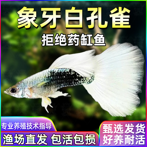 象牙白孔雀鱼种鱼可繁殖斑马鱼胎生鱼神仙鱼天使鱼观赏鱼热带鱼