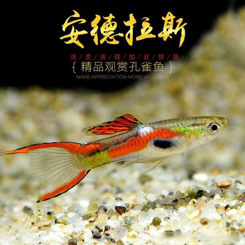 安格拉斯双剑孔雀鱼种鱼可繁殖斑马鱼胎生鱼天使鱼观赏鱼热带鱼