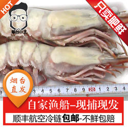 虎虾鲜活超大海捕新鲜竹节虾野生斑节虾特大对虾老虎虾青岛大虾