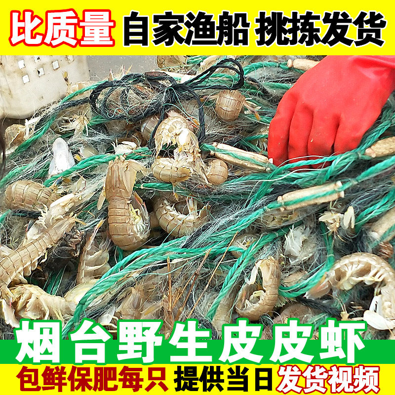 超大皮皮虾鲜活特大濑尿虾爬琵琶虾海鲜虾蛄虾富贵虾海鲜水产海虾