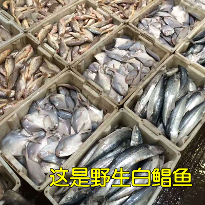 鲳鱼野生新鲜活银鲳鱼白鲳鱼小鲳鱼新鲜深海鱼海鲜1斤3-4条满包邮