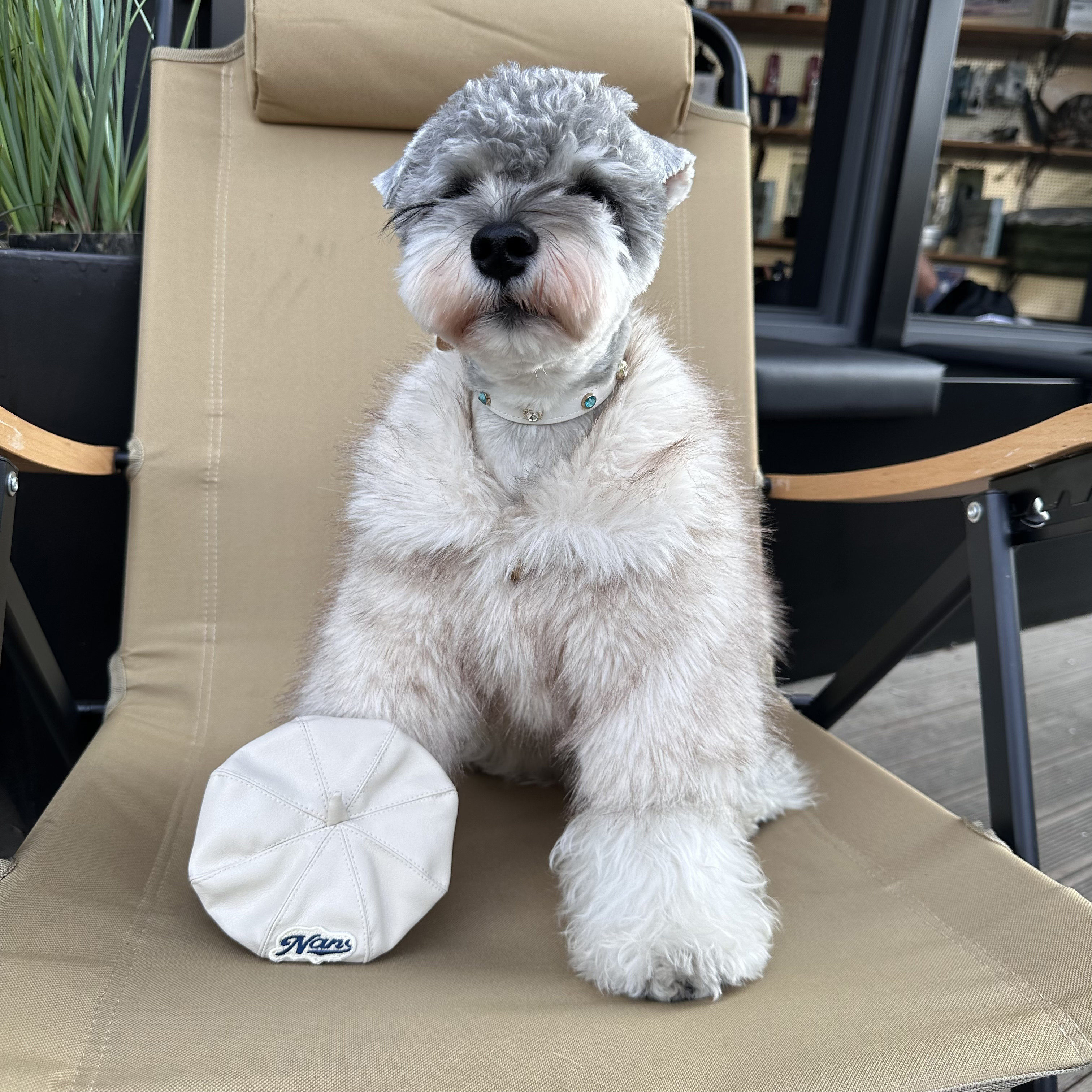 FZL狗狗衣服秋冬保暖加厚雪纳瑞比熊贵宾柴犬西高地气质皮草外套,宠物/宠物食品及用品,狗宠物服装/雨衣,淘宝优惠券,粉丝福利购,淘宝优惠卷