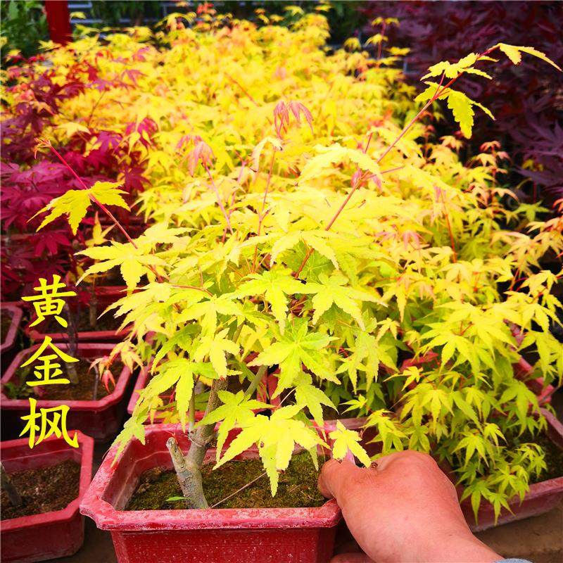 嫁接红枫树苗 日本红枫 中国红枫 黄金枫苗 观叶盆栽盆景鸡爪槭苗
