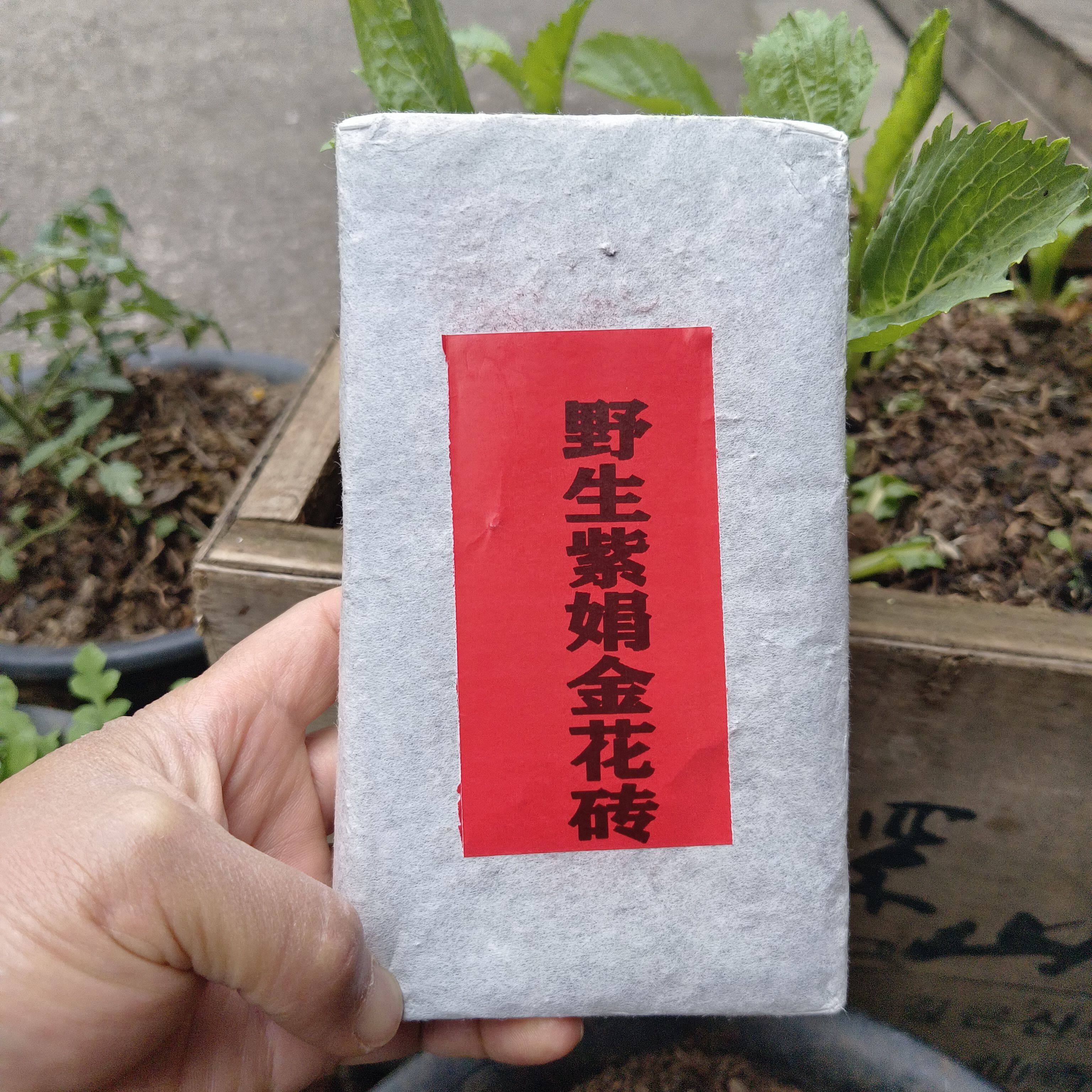 野生紫娟金花砖一片一斤普洱茶生茶砖