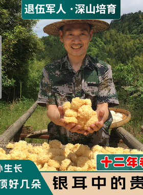 椴木小银耳农家野生干货特产级无硫磺易糯出胶古田碎丑白木耳本草
