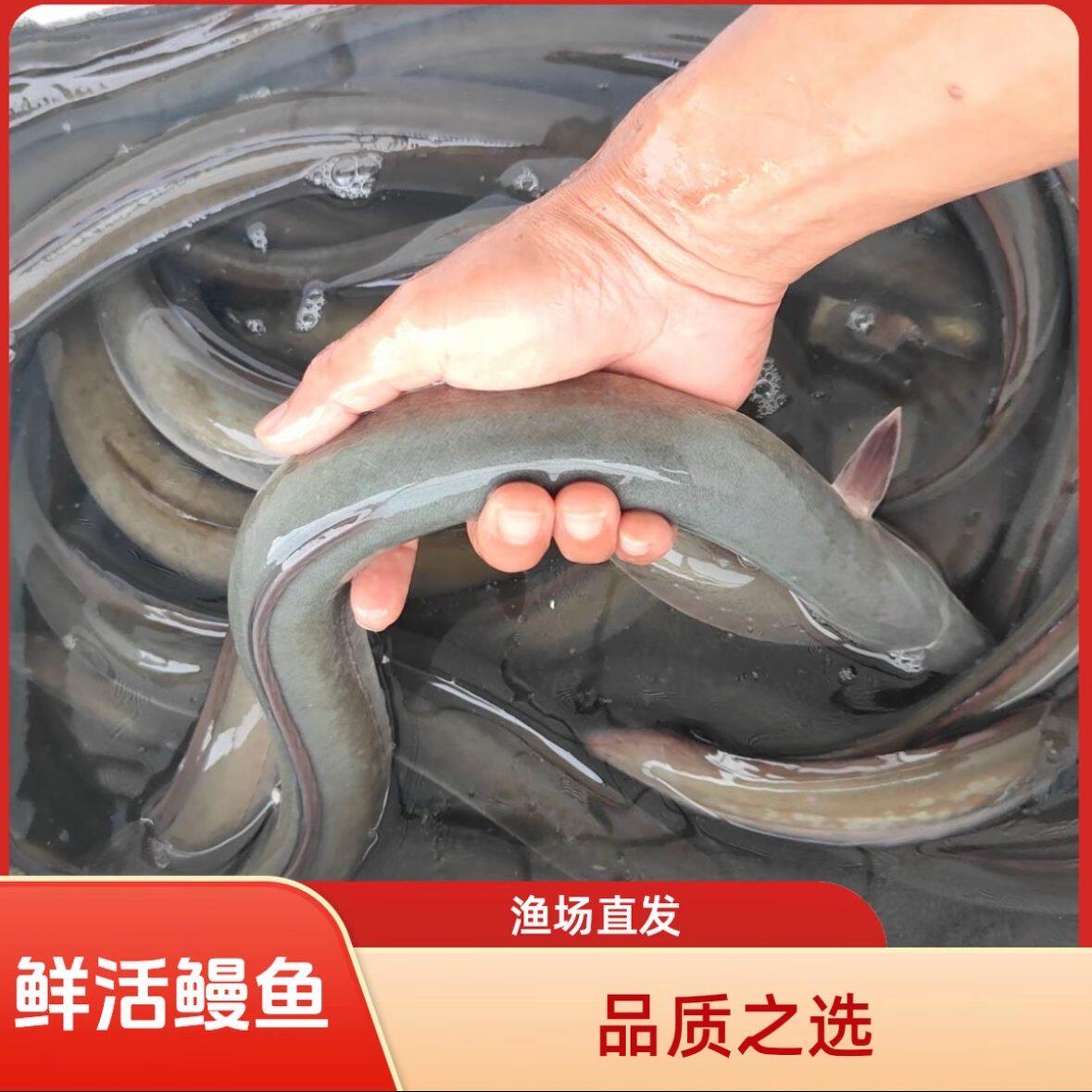 鳗鱼苗淡水鱼养殖白本地图片