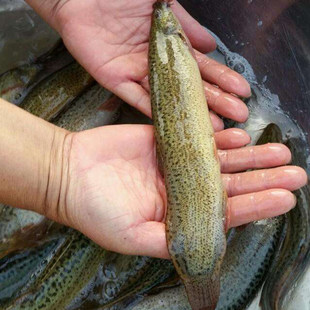 台湾泥鳅鱼苗龙鱼血鹦鹉鳄龟活体饲料观赏淡水鱼苗埃及塘虱苗