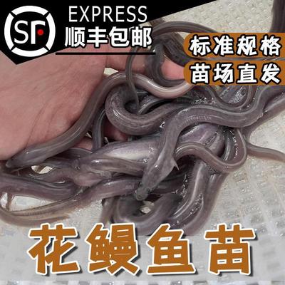 花鳗鱼苗 花鳗鲡 花锦鳝 花鳝鱼苗 鳗鱼苗 淡水养殖活体鱼苗