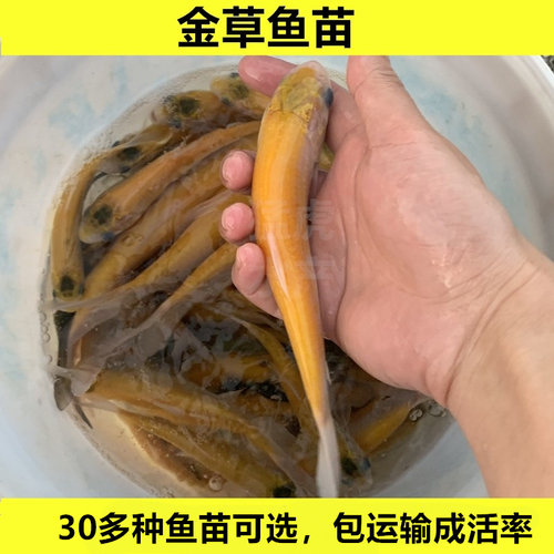金草鱼苗金丝鲩鱼苗淡水活体红草鱼养殖食用活体混子鱼四大家鱼苗