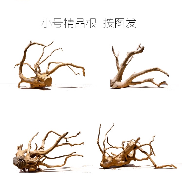 年轮纪造景素材杜鹃根小号安图发