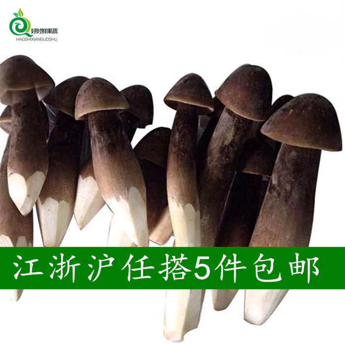 新鲜菌菇 黑 鸡枞菌 云南野生食用 鸡棕菇 500g 江浙沪5件包邮
