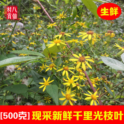 新鲜千里光现采中药材九里明黄花母宝宝洗澡九里光枝叶鲜品包邮 虎窝淘