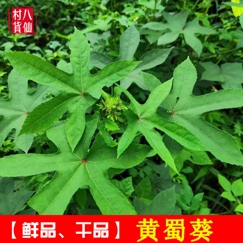 广西新鲜黄蜀葵 假杨桃 中草药材黄葵野棉花芙蓉麻全草 包邮