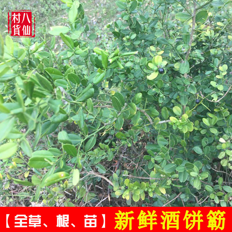 新鲜酒饼簕 东风桔苗东风橘 狗骨簕山桔簕中草药东风桔 酒饼簕苗