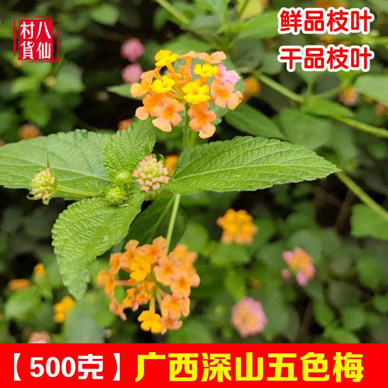 新鲜五色梅 新晒马缨丹五色花 臭牡丹广西中草药宝宝洗澡毛神花