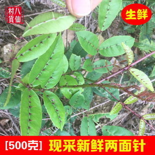 广西两面针 新鲜两面针 中草药入地金牛双面针叶子 两面针纯根