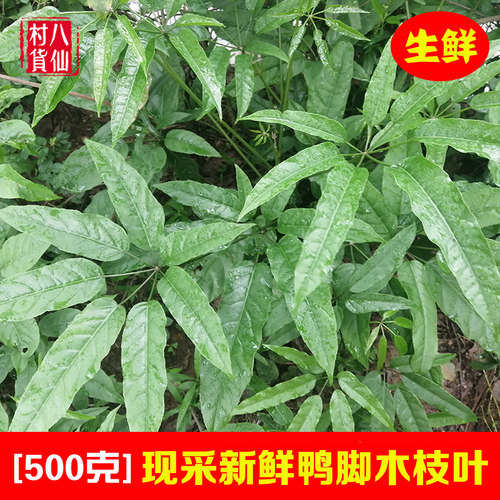 新鲜鸭脚木中草药鹅掌柴枝叶