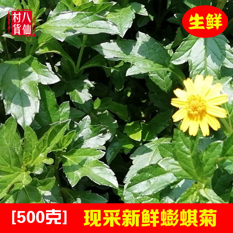 广西黄花磨奇草蟛蜞菊 新鲜黄花蟛蜞草 黄花旱磨莲草中草药断血草