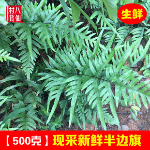 新鲜半边旗 野生半边蕨半边锯中草药甘草蕨单边牙凤尾草鲜品 包邮