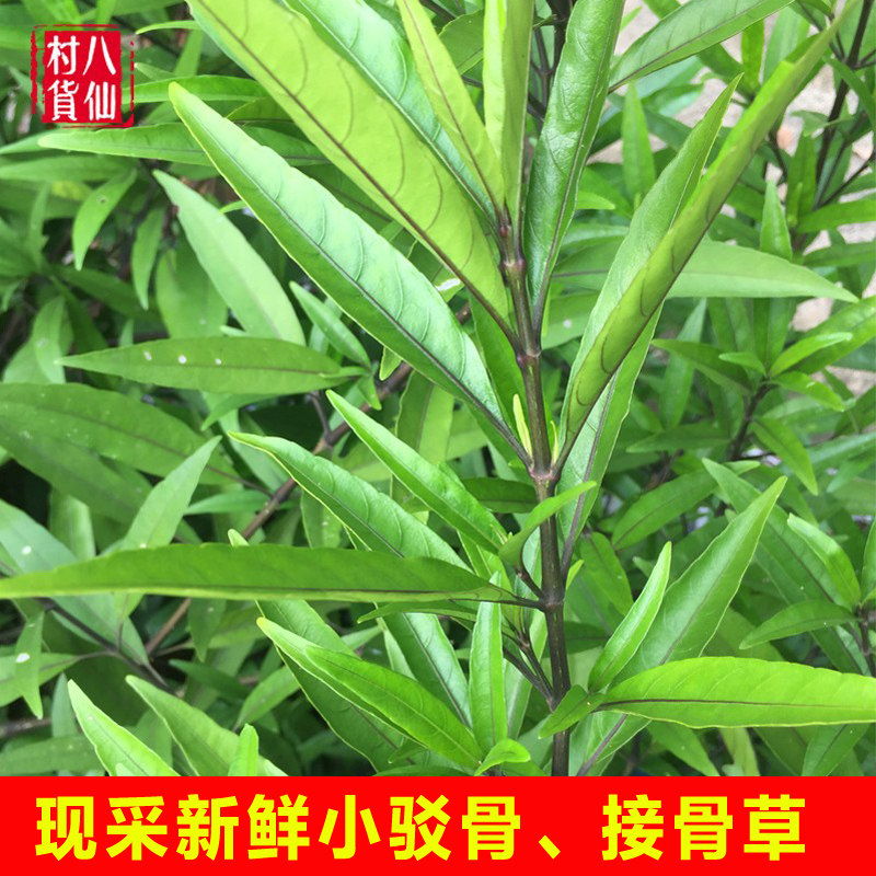 新鲜乌骨小驳骨 黑骨接骨草尖尾凤 中草药材接骨筒乌骨黄藤接骨木