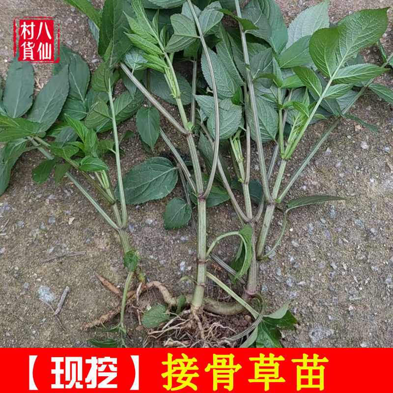 接骨草苗 现挖新鲜陆英苗 中草药八棱麻小接骨草苗走马风苗 包邮