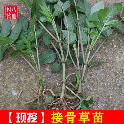 接骨草苗陆英八棱麻苗走马风苗