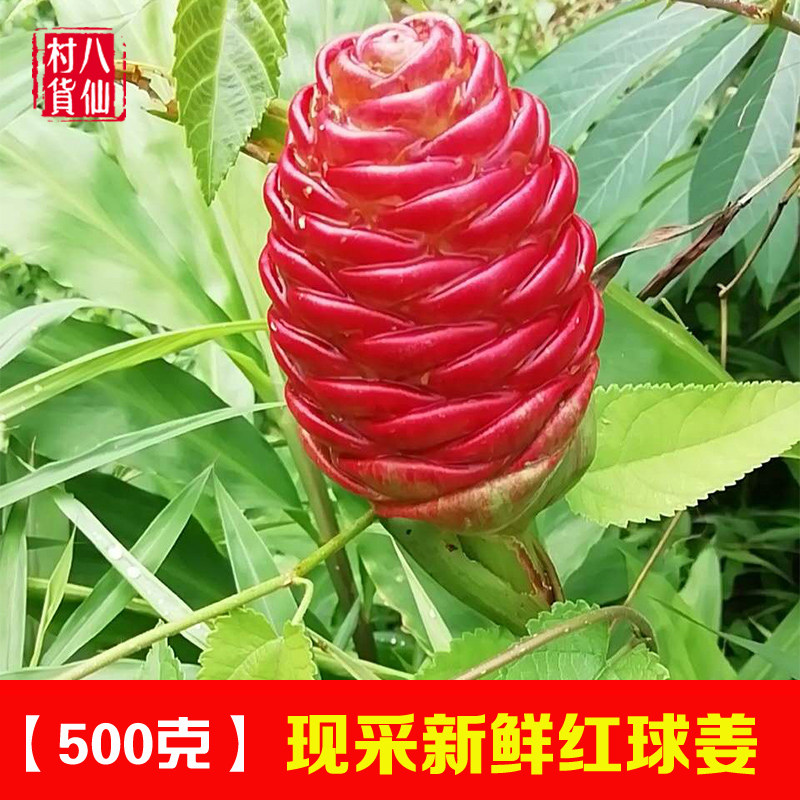 现挖红球姜 新鲜绿球姜 姜花 球姜 风姜 大凤姜 中草药红花山姜