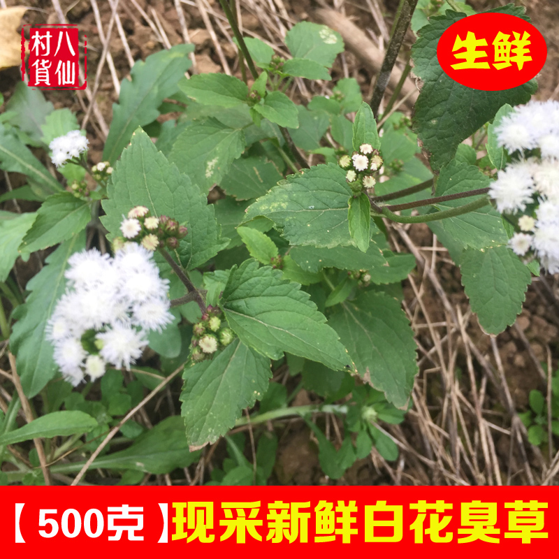 现采新鲜胜红蓟中草药材白花臭草