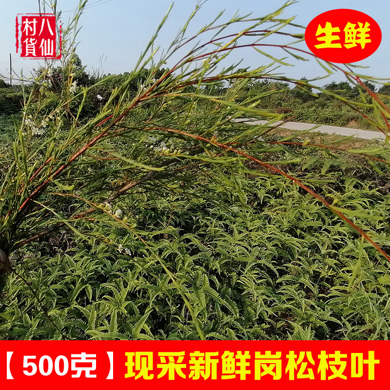 新鲜岗松 现采扫杆枝中草药松扫把枝铁扫把香油松鸡儿松 500g包邮