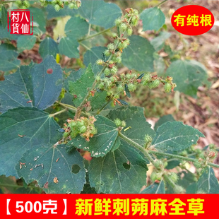 野生新鲜刺蒴麻 现采黄花地桃花全草 中草药材黄花虱麻头刺塑麻根