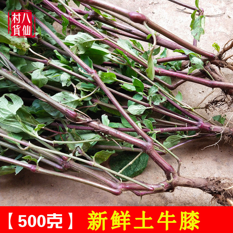 新鲜倒扣草 现采土牛膝 全棵带根中草药材牛七牛土牛漆  500g包邮