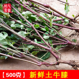 新鲜倒扣草 现采土牛膝 全棵带根中草药材牛七牛土牛漆 500g包邮