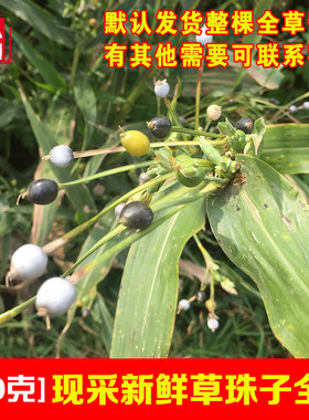 新鲜六谷迷薏苡草珠子尿珠子根