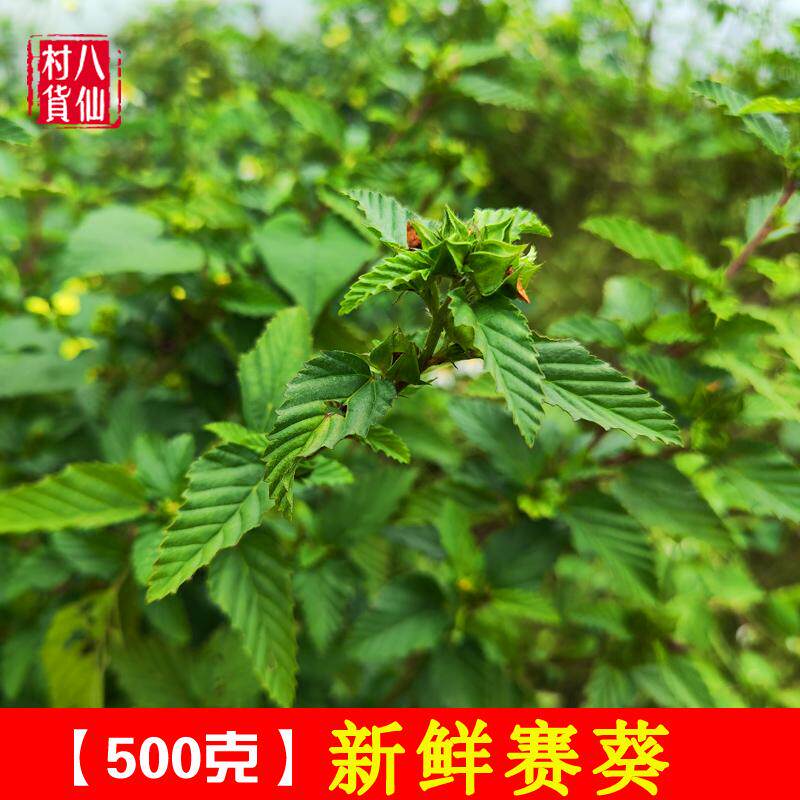 广西中草药赛葵 新鲜黄花草 黄花棉全草 大叶黄花婆黄花猛山桃仔