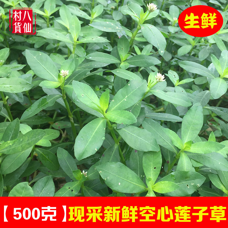 新鲜空心莲子草 现采水花生藤鱼塘水草乌龟吃的草小龙虾鱼蟹食物