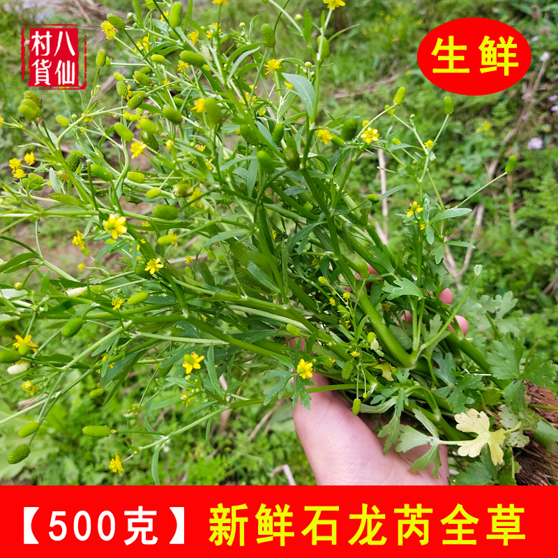 现拔新鲜石龙芮 起泡草水姜苔石龙芮毛茛 清香草水堇石芮龙 包邮