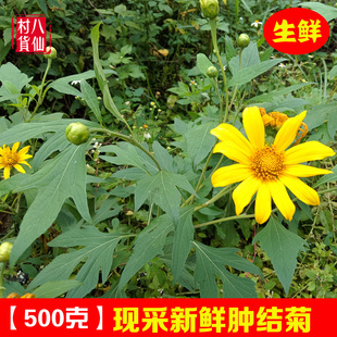 新鲜肿结菊现采假向日葵黄斑肿柄菊中草药材太阳菊王爷葵五爪金英