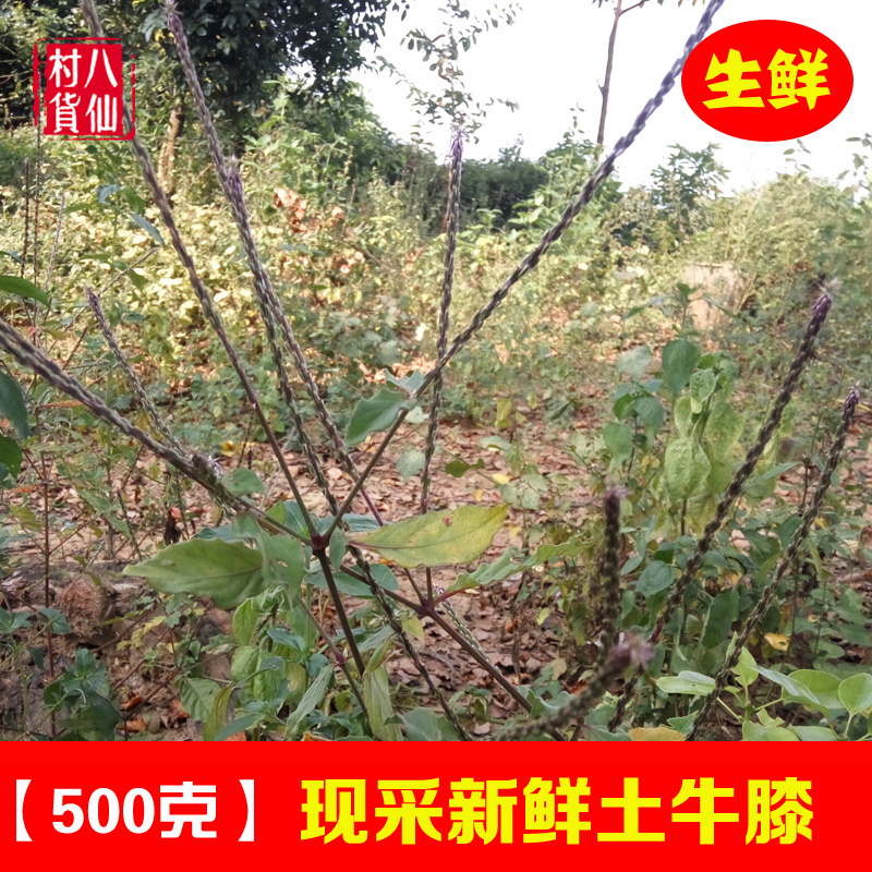 新鲜倒扣草 现采土牛膝 全棵带根中草药材牛七牛土牛漆  500g包邮