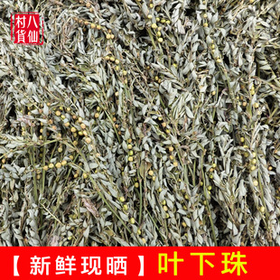 新晒叶下珠新鲜珍珠草龙珠草鱼鳞草夜合草新晒天然中草药叶下珠茶