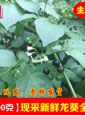 广西新鲜龙葵中草药整棵龙葵草
