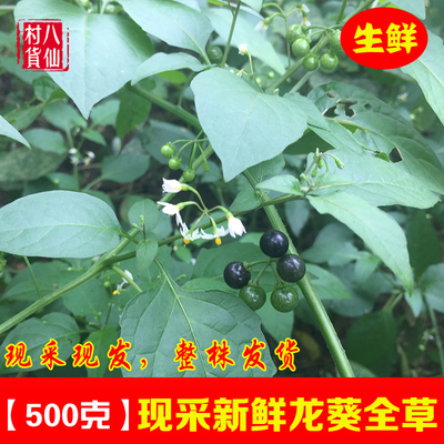 广西新鲜龙葵中草药整棵龙葵草