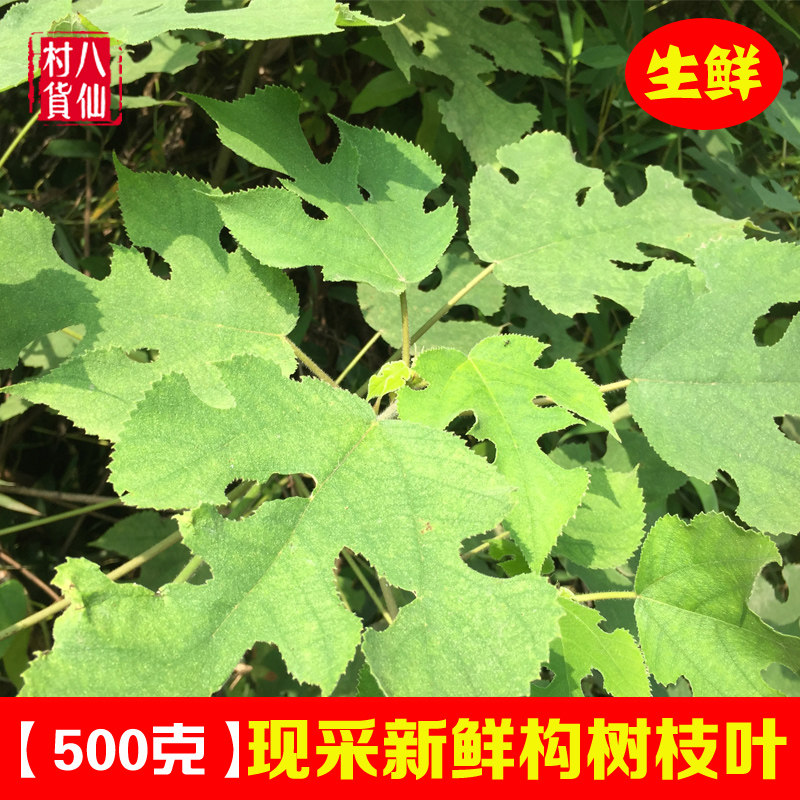 新鲜现摘构树叶 广西中草药材楮桃树楮实子皮肤皮炎湿桢洗澡 包邮