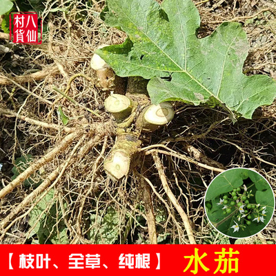 现挖水茄根新鲜金纽扣刺茄